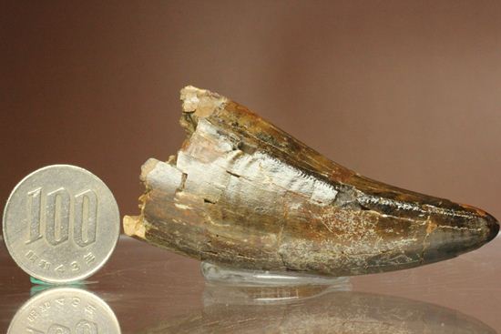 速報！あのスーと同地域から発見されたティラノサウルス・レックスの純粋な前上顎骨歯（その12）