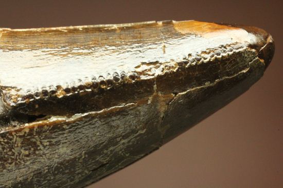 速報！あのスーと同地域から発見されたティラノサウルス・レックスの純粋な前上顎骨歯（その14）