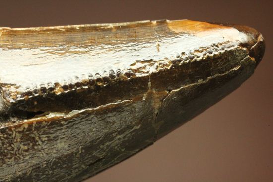 速報!あのスーと同地域から発見されたティラノサウルス・レックスの純粋な前上顎骨歯(その14)