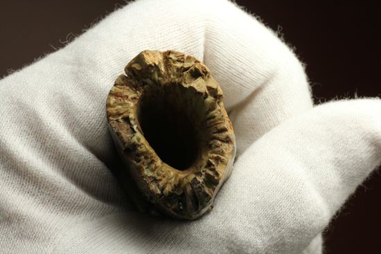 速報！あのスーと同地域から発見されたティラノサウルス・レックスの純粋な前上顎骨歯（その17）