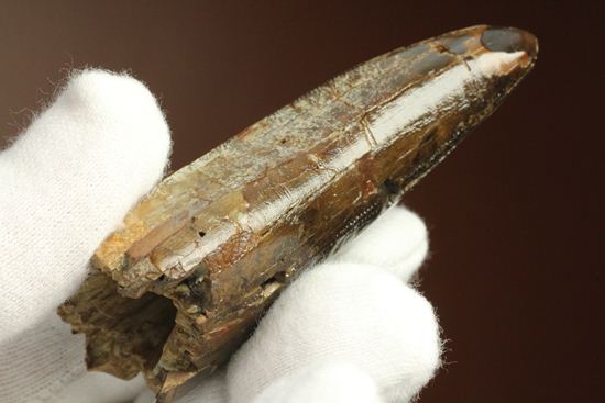 速報！あのスーと同地域から発見されたティラノサウルス・レックスの純粋な前上顎骨歯（その18）