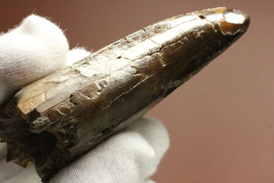 速報！あのスーと同地域から発見されたティラノサウルス・レックスの純粋な前上顎骨歯（その19）