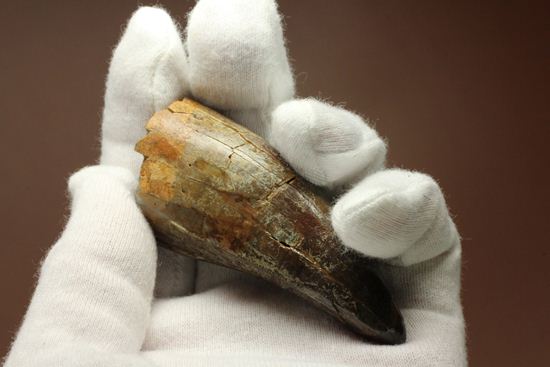 速報!あのスーと同地域から発見されたティラノサウルス・レックスの純粋な前上顎骨歯(その2)