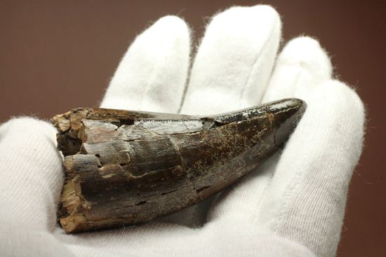 速報!あのスーと同地域から発見されたティラノサウルス・レックスの純粋な前上顎骨歯(その3)