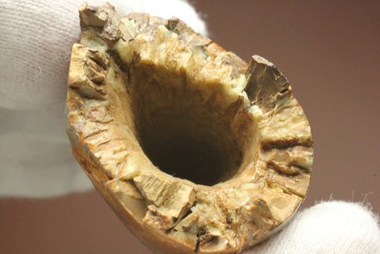 速報！あのスーと同地域から発見されたティラノサウルス・レックスの純粋な前上顎骨歯（その4）