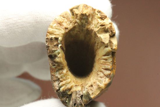 速報！あのスーと同地域から発見されたティラノサウルス・レックスの純粋な前上顎骨歯（その5）