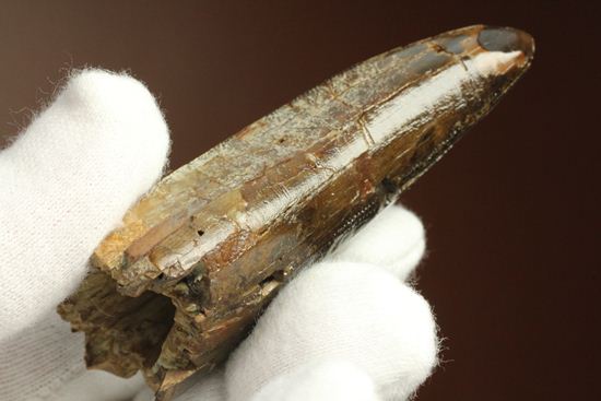 速報!あのスーと同地域から発見されたティラノサウルス・レックスの純粋な前上顎骨歯(その7)