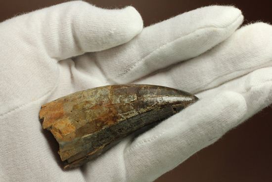 速報!あのスーと同地域から発見されたティラノサウルス・レックスの純粋な前上顎骨歯(その8)
