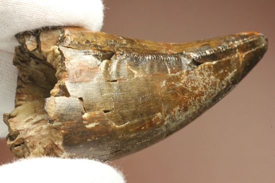 速報！あのスーと同地域から発見されたティラノサウルス・レックスの純粋な前上顎骨歯（その9）