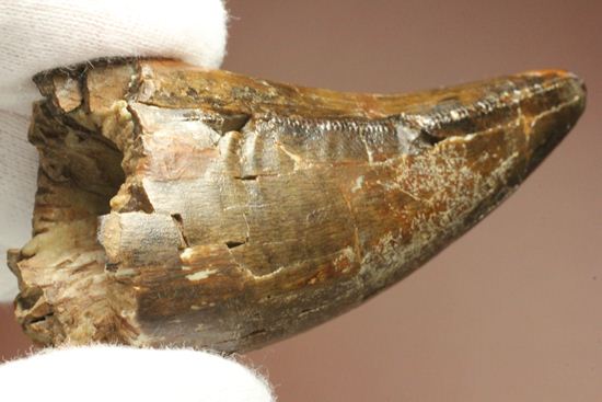 速報!あのスーと同地域から発見されたティラノサウルス・レックスの純粋な前上顎骨歯(その9)