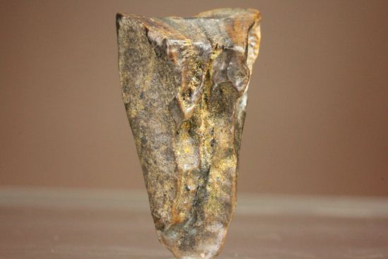 白亜紀の恐ろしく硬い植物を噛み砕いたトリケラトプスの強靭な歯化石（その2）