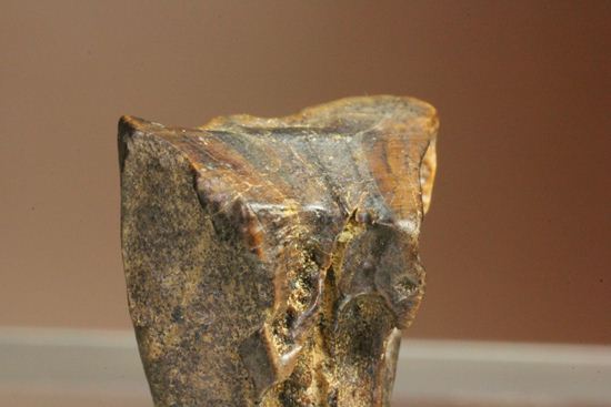 白亜紀の恐ろしく硬い植物を噛み砕いたトリケラトプスの強靭な歯化石（その3）