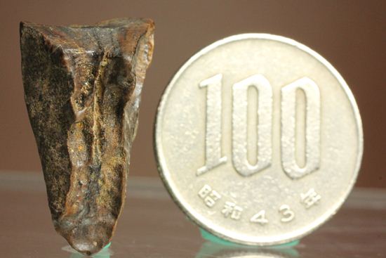 白亜紀の恐ろしく硬い植物を噛み砕いたトリケラトプスの強靭な歯化石（その4）