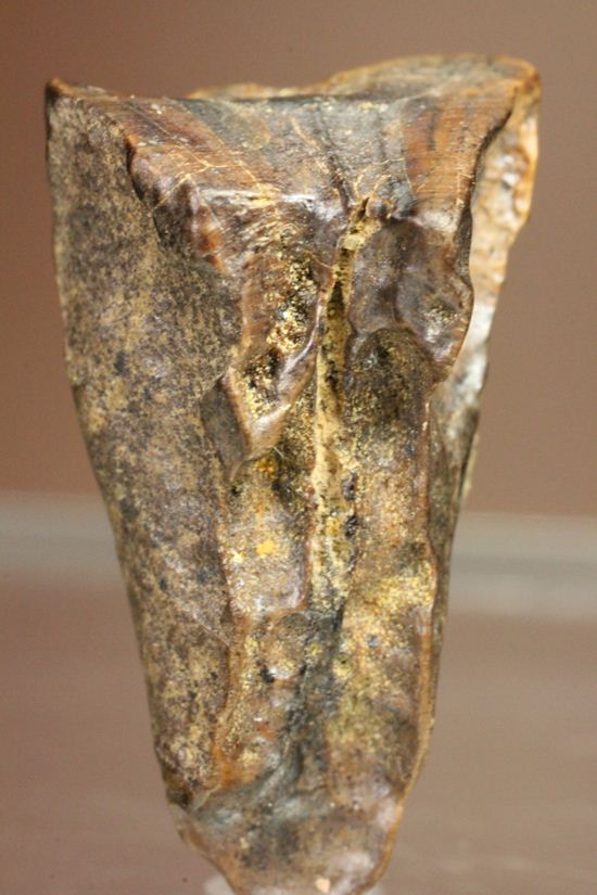 白亜紀の恐ろしく硬い植物を噛み砕いたトリケラトプスの強靭な歯化石（その5）
