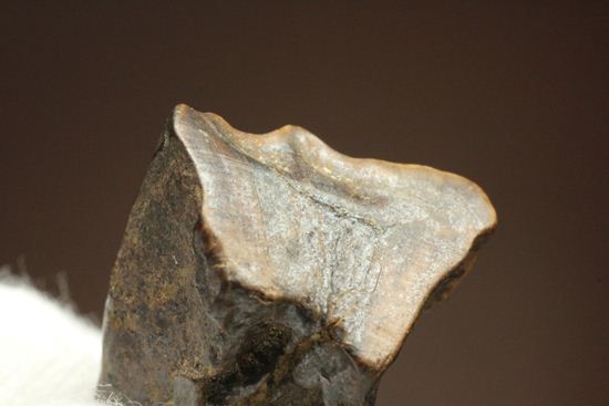 白亜紀の恐ろしく硬い植物を噛み砕いたトリケラトプスの強靭な歯化石（その6）