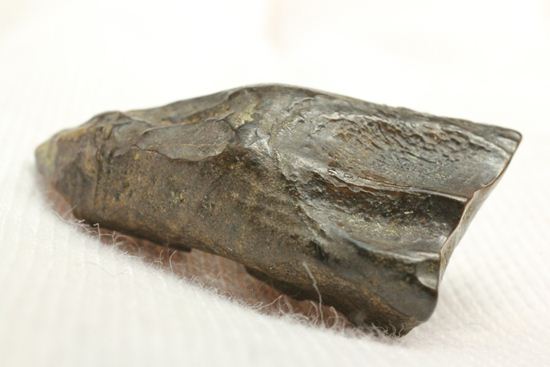 白亜紀の恐ろしく硬い植物を噛み砕いたトリケラトプスの強靭な歯化石（その7）