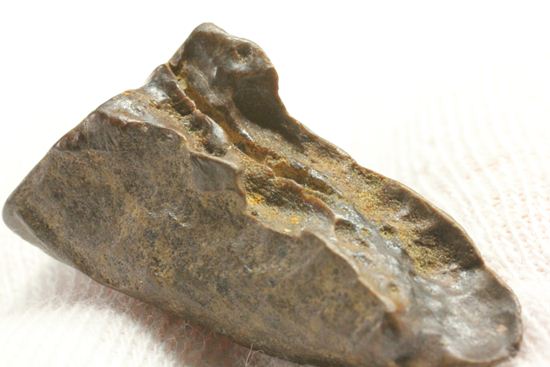 白亜紀の恐ろしく硬い植物を噛み砕いたトリケラトプスの強靭な歯化石（その9）