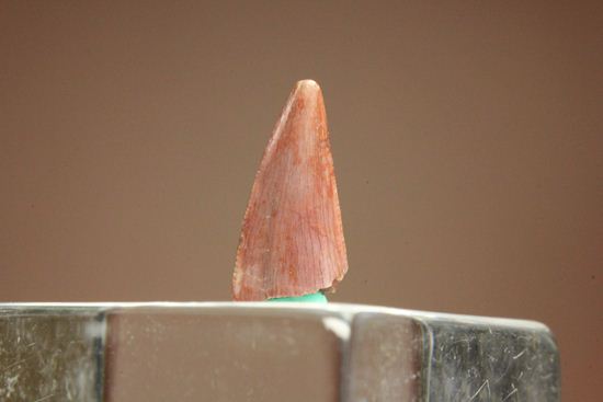 恐竜の歯コレクターなら押さえておきたい!恐竜大繁栄の先駆けとなったコエロフィシスの歯化石(その2)