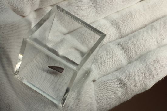 恐竜の歯コレクターなら押さえておきたい!恐竜大繁栄の先駆けとなったコエロフィシスの歯化石(その6)