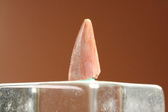 恐竜の歯コレクターなら押さえておきたい!恐竜大繁栄の先駆けとなったコエロフィシスの歯化石(その8)