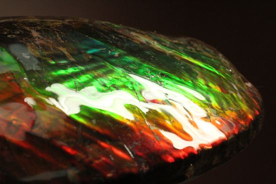 美しすぎる！アンモライト完全体 Placenticeras meeki (Ammolite)（その1）