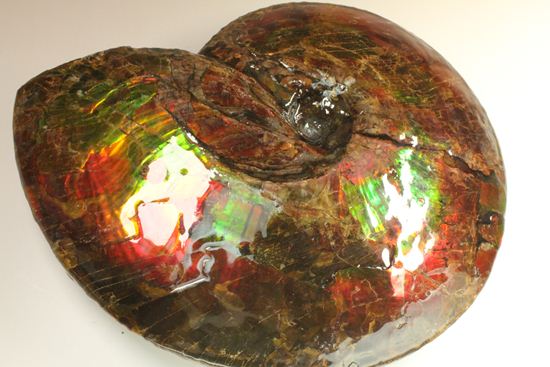 美しすぎる!アンモライト完全体 Placenticeras meeki (Ammolite)(その10)
