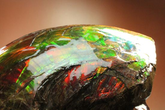 美しすぎる!アンモライト完全体 Placenticeras meeki (Ammolite)(その11)