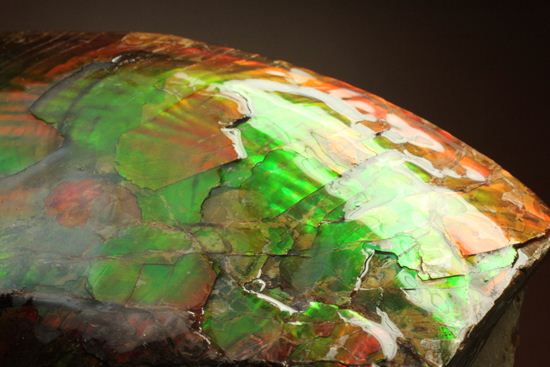美しすぎる!アンモライト完全体 Placenticeras meeki (Ammolite)(その12)