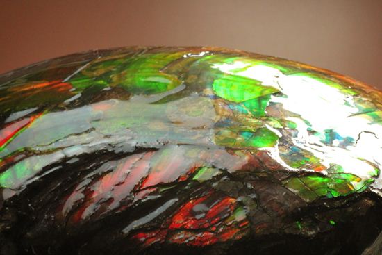 美しすぎる!アンモライト完全体 Placenticeras meeki (Ammolite)(その14)