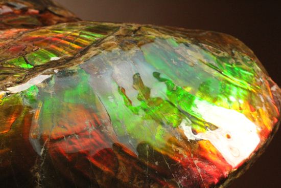 美しすぎる!アンモライト完全体 Placenticeras meeki (Ammolite)(その15)