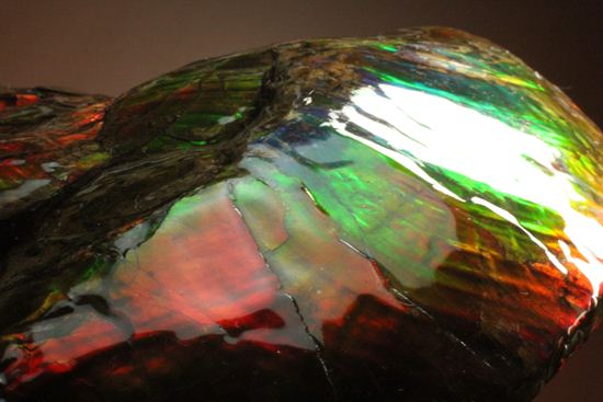 美しすぎる!アンモライト完全体 Placenticeras meeki (Ammolite)(その16)