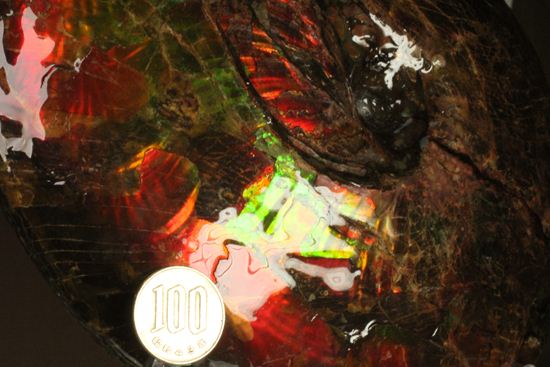 美しすぎる!アンモライト完全体 Placenticeras meeki (Ammolite)(その19)