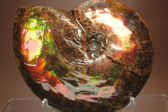 美しすぎる！アンモライト完全体 Placenticeras meeki (Ammolite)（その2）