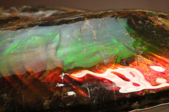美しすぎる!アンモライト完全体 Placenticeras meeki (Ammolite)(その20)