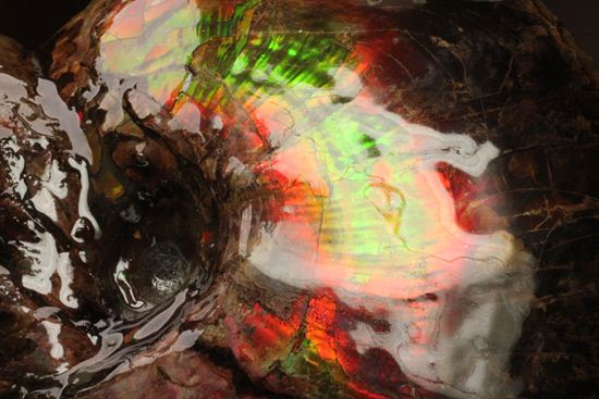 美しすぎる!アンモライト完全体 Placenticeras meeki (Ammolite)(その3)