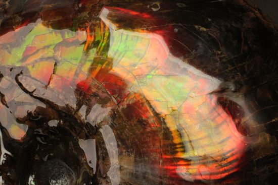 美しすぎる!アンモライト完全体 Placenticeras meeki (Ammolite)(その4)