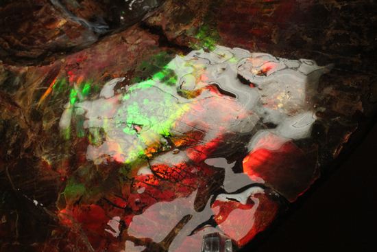 美しすぎる!アンモライト完全体 Placenticeras meeki (Ammolite)(その5)