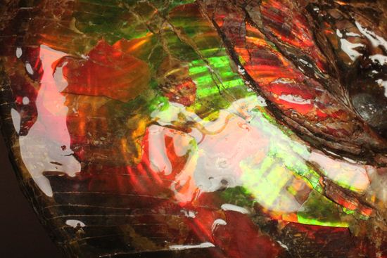 美しすぎる!アンモライト完全体 Placenticeras meeki (Ammolite)(その6)