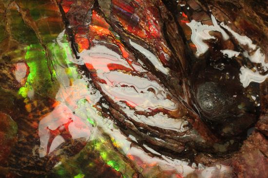 美しすぎる!アンモライト完全体 Placenticeras meeki (Ammolite)(その7)