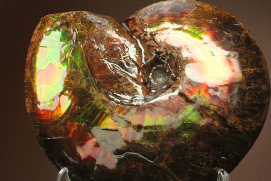 美しすぎる!アンモライト完全体 Placenticeras meeki (Ammolite)(その9)