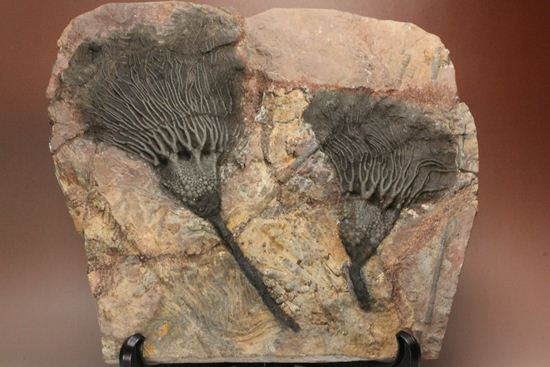 最高の古代海オブジェ！4億年前の海のユリを飾りませんか？巨大ウミユリのプレート標本（その1）
