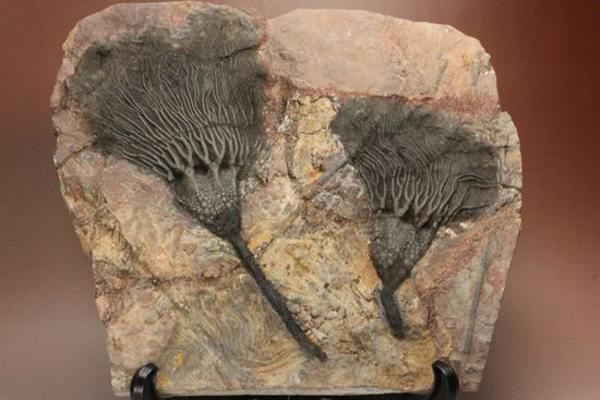 最高の古代海オブジェ！4億年前の海のユリを飾りませんか？巨大ウミユリのプレート標本（その1）