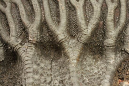 最高の古代海オブジェ！4億年前の海のユリを飾りませんか？巨大ウミユリのプレート標本（その12）