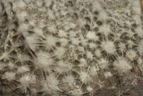 最高の古代海オブジェ！4億年前の海のユリを飾りませんか？巨大ウミユリのプレート標本（その13）