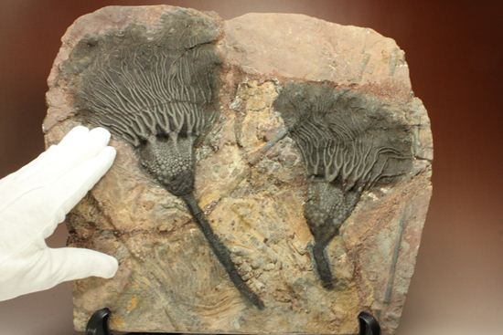 最高の古代海オブジェ！4億年前の海のユリを飾りませんか？巨大ウミユリのプレート標本（その14）