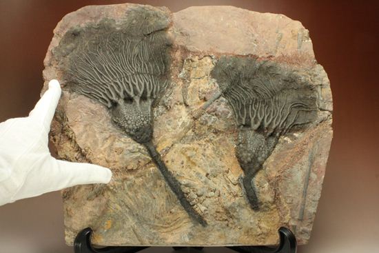 最高の古代海オブジェ！4億年前の海のユリを飾りませんか？巨大ウミユリのプレート標本（その15）