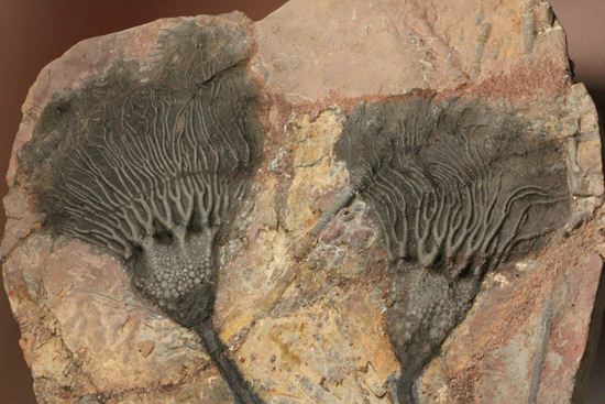 最高の古代海オブジェ！4億年前の海のユリを飾りませんか？巨大ウミユリのプレート標本（その2）