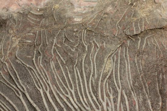 最高の古代海オブジェ！4億年前の海のユリを飾りませんか？巨大ウミユリのプレート標本（その3）
