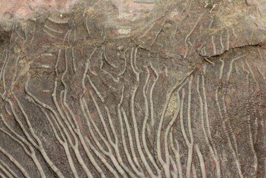最高の古代海オブジェ！4億年前の海のユリを飾りませんか？巨大ウミユリのプレート標本（その3）