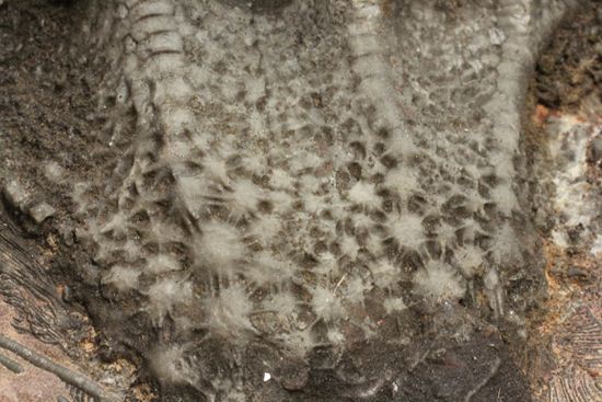 最高の古代海オブジェ！4億年前の海のユリを飾りませんか？巨大